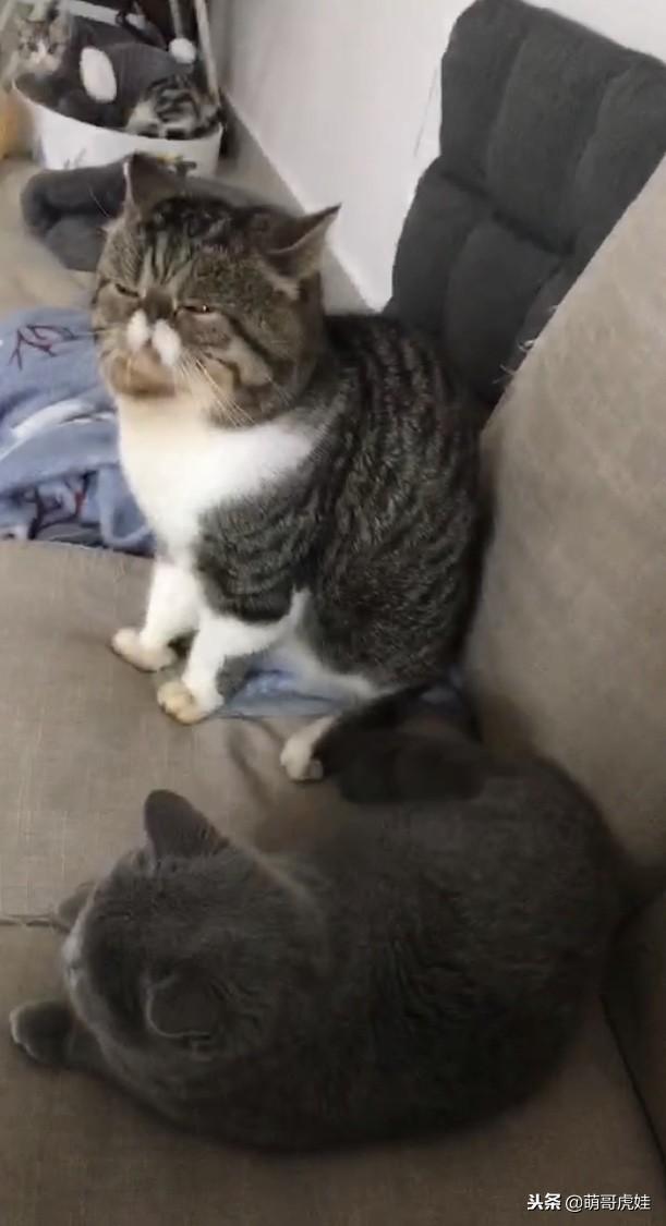 公猫总爱骑在另一只公猫身上是怎么回事？