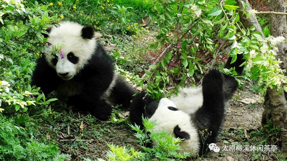 长安奔奔迷你值得新手入手吗？