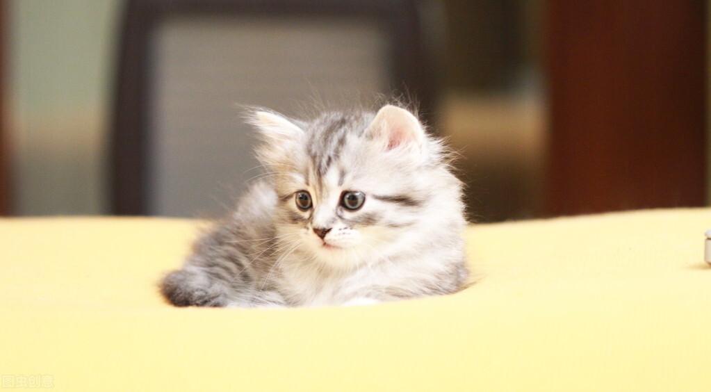 幼猫喝完奶总拉稀？可能你喂错了！