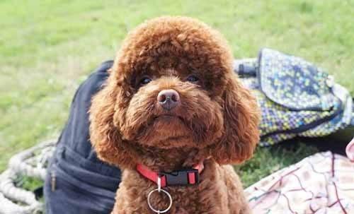 猫咪频繁挠痒？这可能是跳蚤作祟的5个信号！