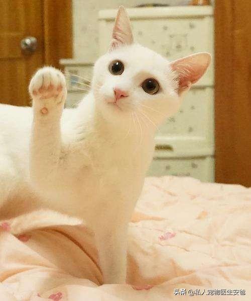 猫咪脚垫干到脱皮？这些救命操作你做了吗？