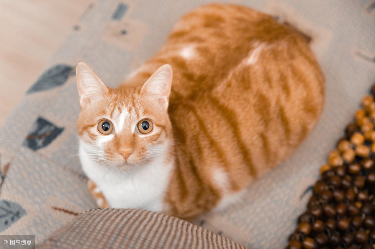 为啥我家猫怎么吃都不胖？