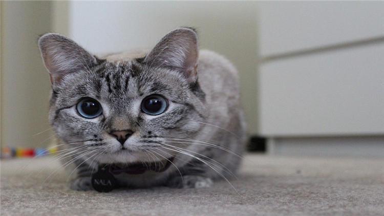 自动喂食器真的能让猫咪按时吃饭吗？