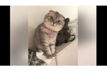 猫咪蹭腿是在撒娇还是在骂人？