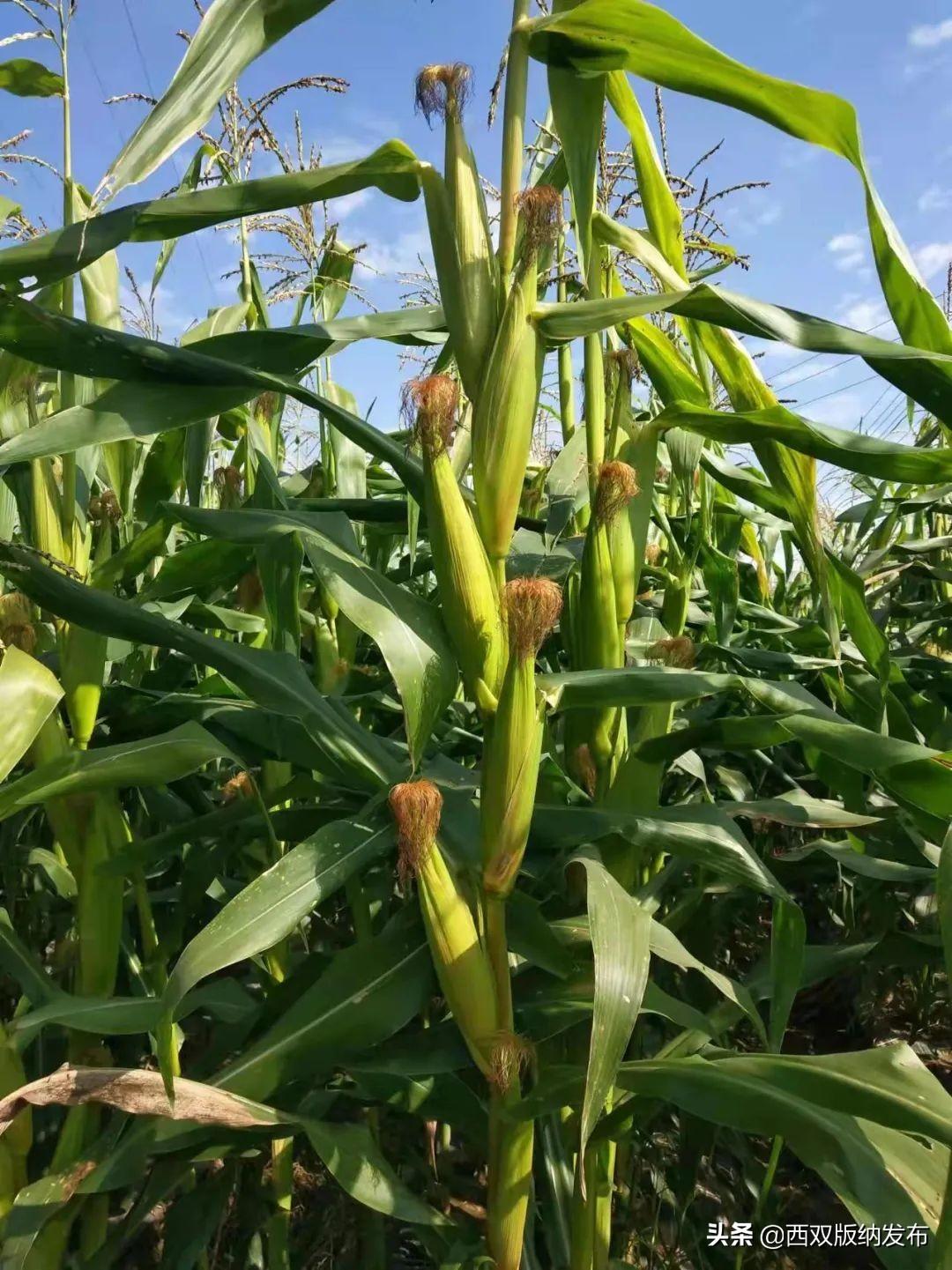 城市代步车怎么选？高油耗焦虑每月多花500元？试驾小糯玉米省1.5万油费全解析