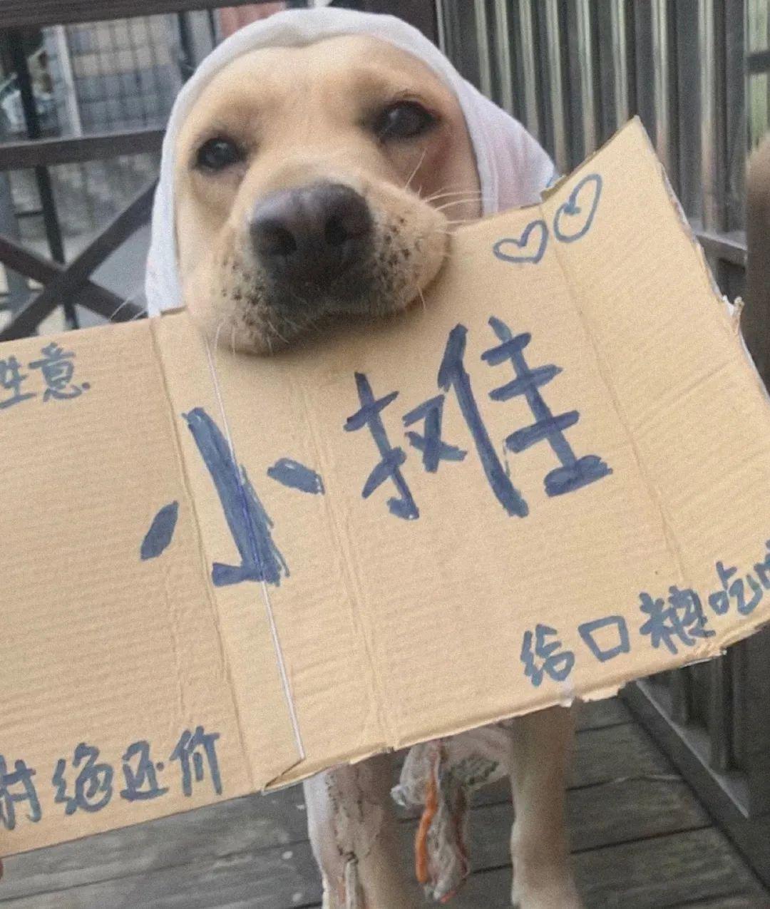 新手铲屎官该收藏哪些猫咪专属网站? 新手铲屎官该收藏哪些猫咪专属网站?