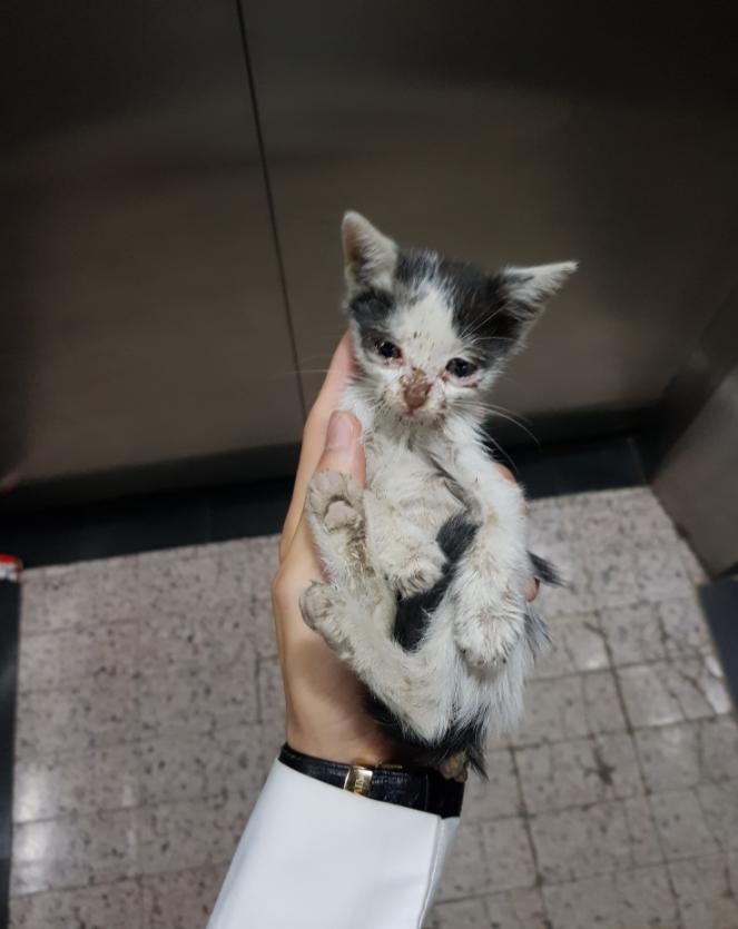 猫妈妈涨成石头奶该咋整? 猫妈妈涨成石头奶该咋整?