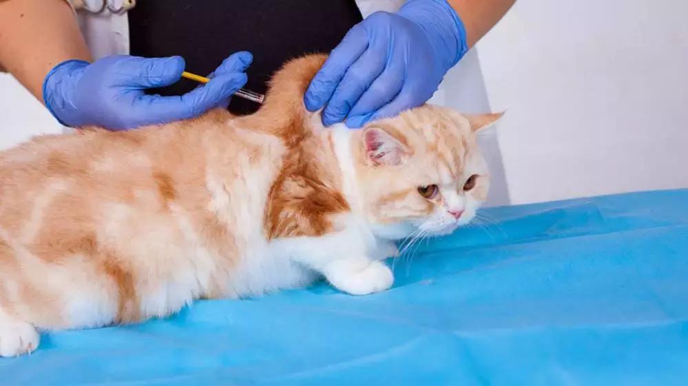 猫咪又吐又拉？这份胃肠炎用药指南能救急吗？