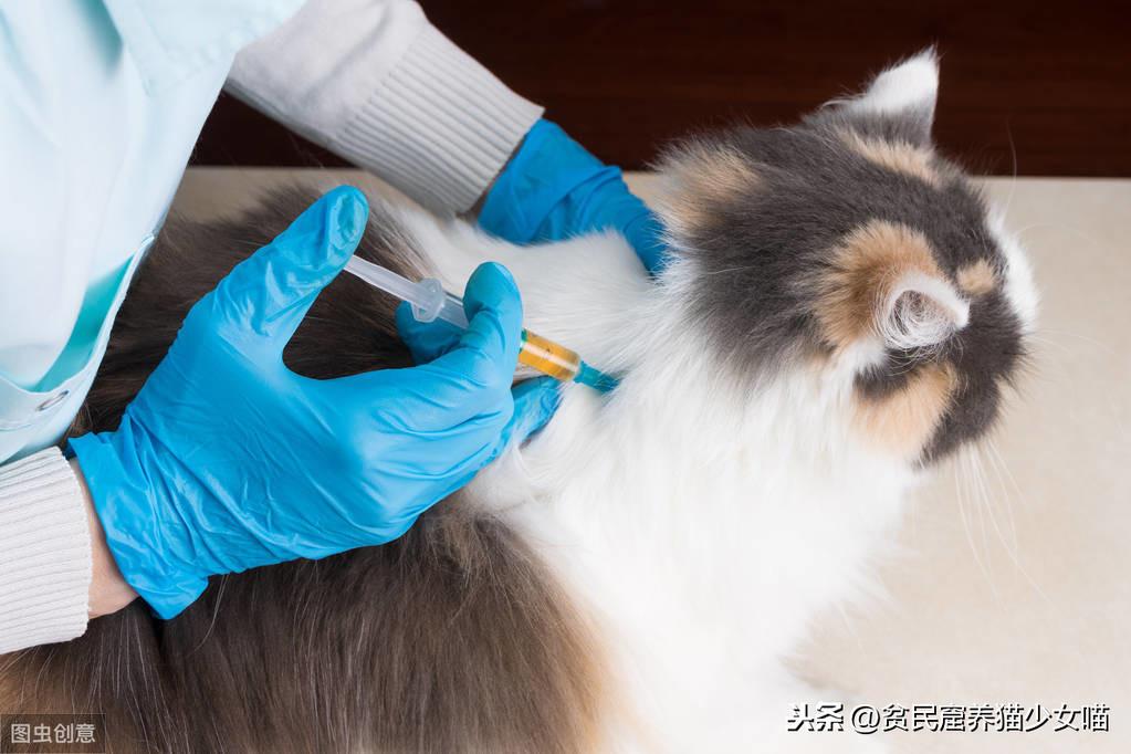 给猫打疫苗到底要花多少钱? 给猫打疫苗到底要花多少钱?