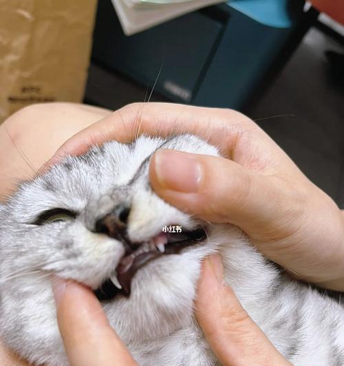 猫咪换牙到底是几个月开始的？