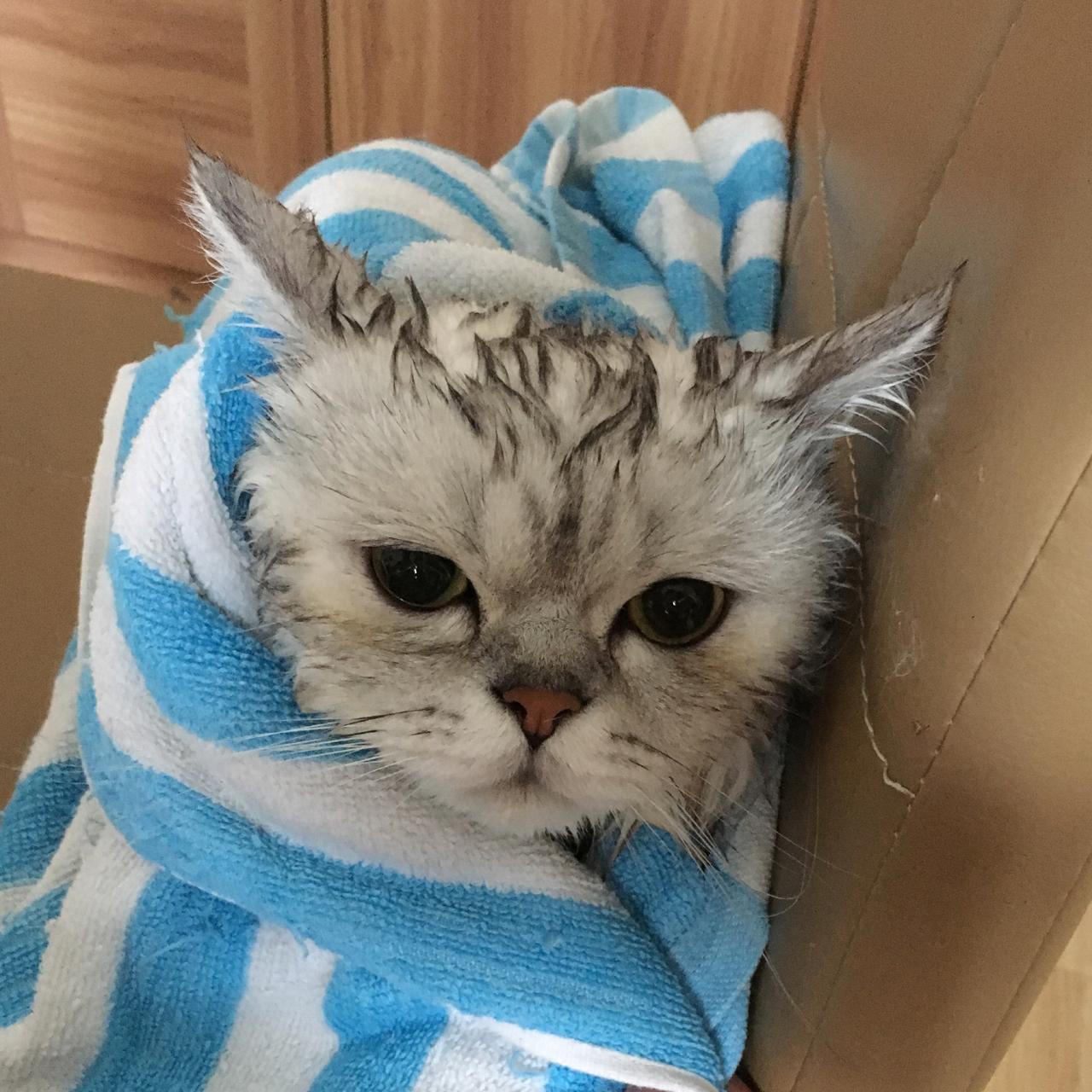 给猫主子洗澡到底要花多少钱？