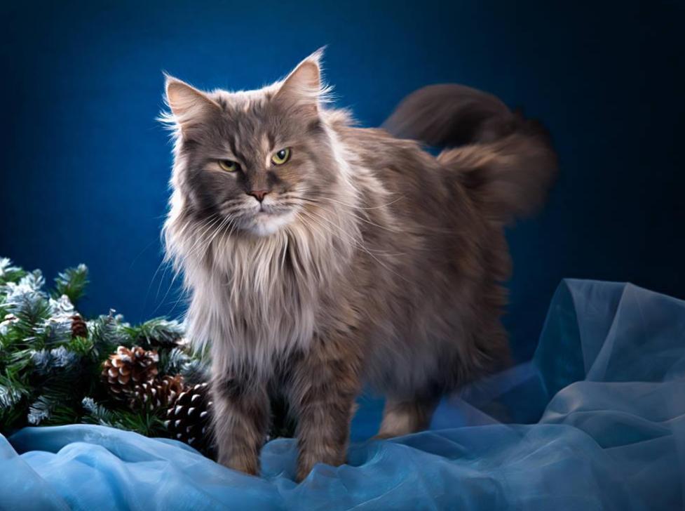 第一次养猫需要注意哪些坑？