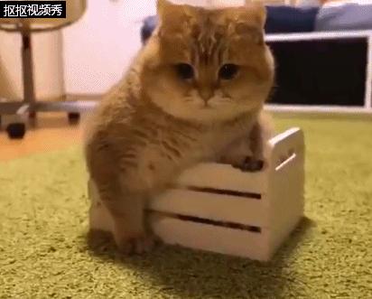 猫咪为什么死活不肯上床睡觉? 猫咪为什么死活不肯上床睡觉?