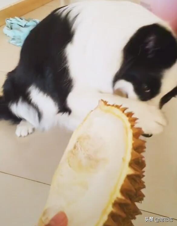 猫主子偷吃榴莲会不会原地爆炸？