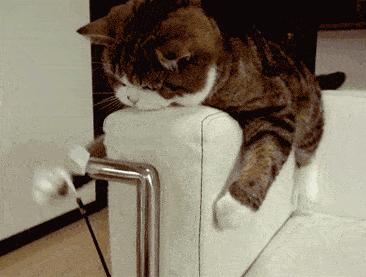 猫咪会来大姨妈吗？关于母猫发情的那些事儿