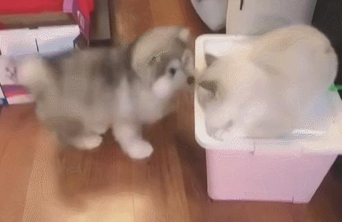 赛富通圣矢小彭到底怎么玩？新手必看攻略来了！