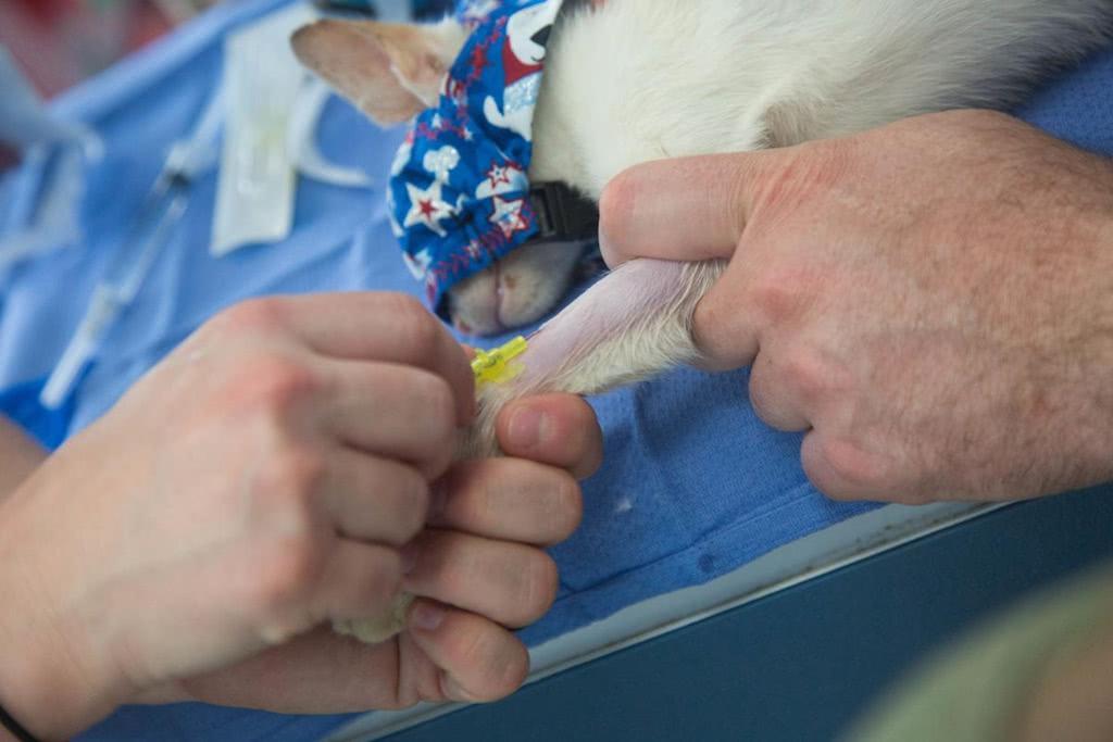 猫咪拉完屎为啥要拿去化验？