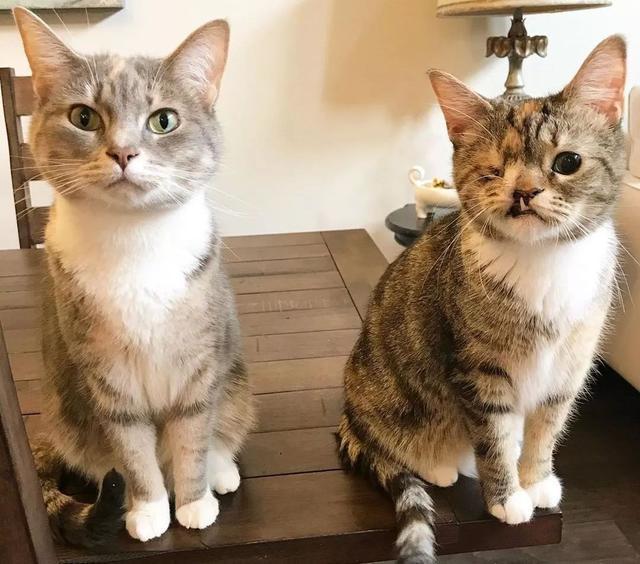 给猫咪起名比给娃取名还难? 给猫咪起名比给娃取名还难?