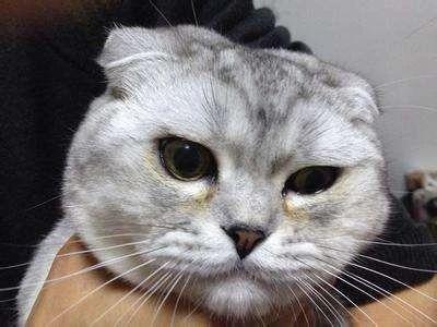 12月4日出生的人到底属于哪个星座？