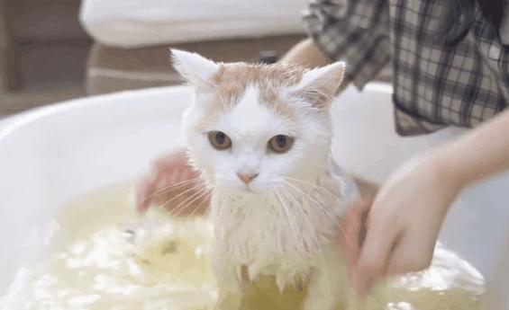 为什么你的聊天记录里永远缺一张猫咪GIF? 为什么你的聊天记录里永远缺一张猫咪GIF?