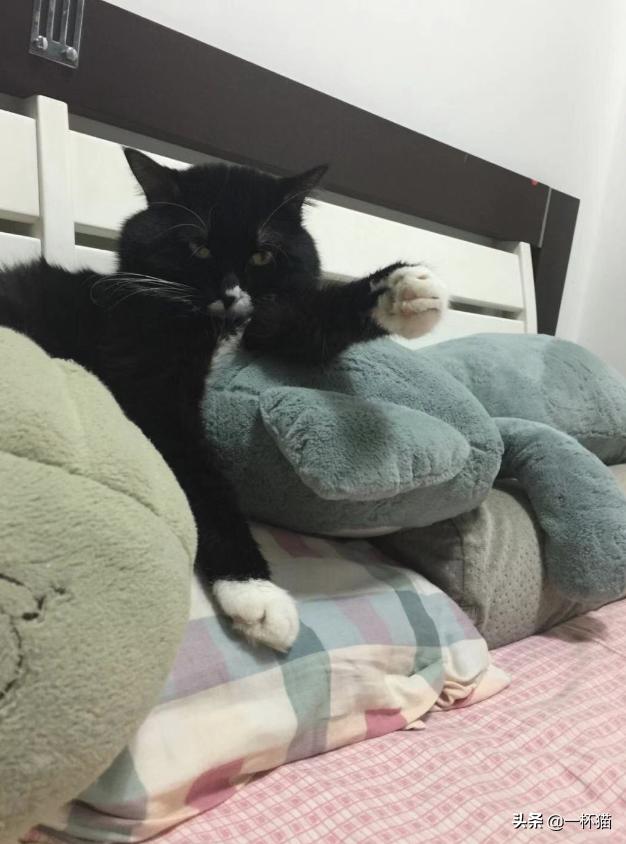 你家猫主子拉完屎屁股臭到怀疑人生？