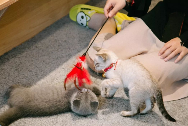 猫咪真的能认出自家铲屎官吗？