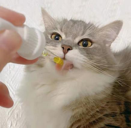 猫咪突然秃了一块是得了猫藓吗？