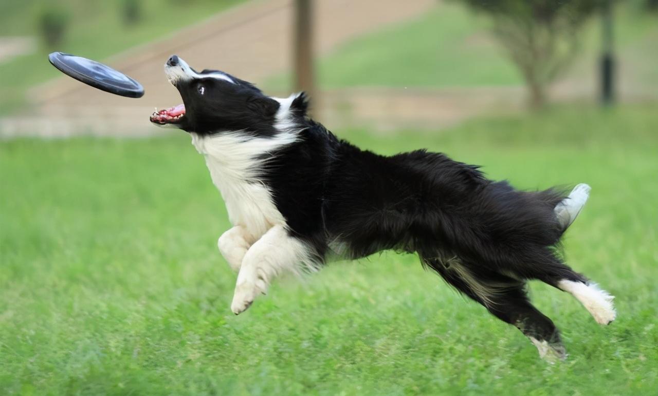 为什么你的佐丹王子队伍总被野怪团灭？