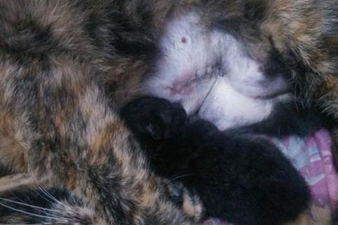 猫咪生产超过4小时还没动静?这7个信号说明要难产了! 猫咪生产超过4小时还没动静?这7个信号说明要难产了!