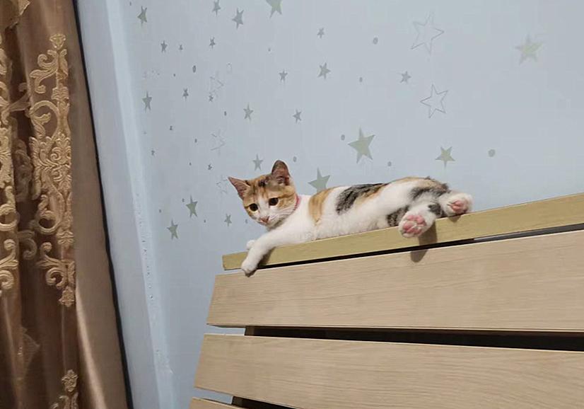 猫咪耳螨到底要治多久才能彻底好？