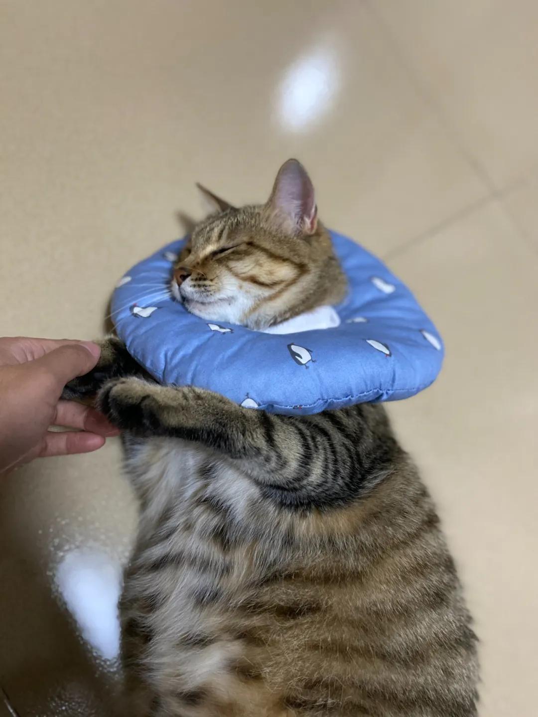 为啥我家猫怎么吃都不胖？