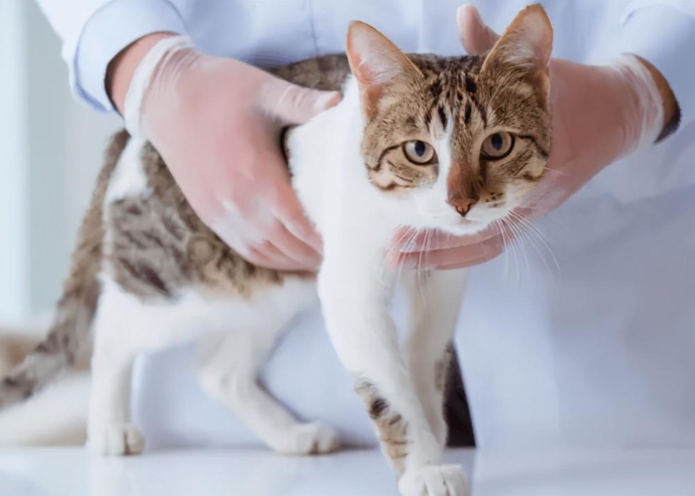 猫咪吐黄水拉稀该喂什么药？