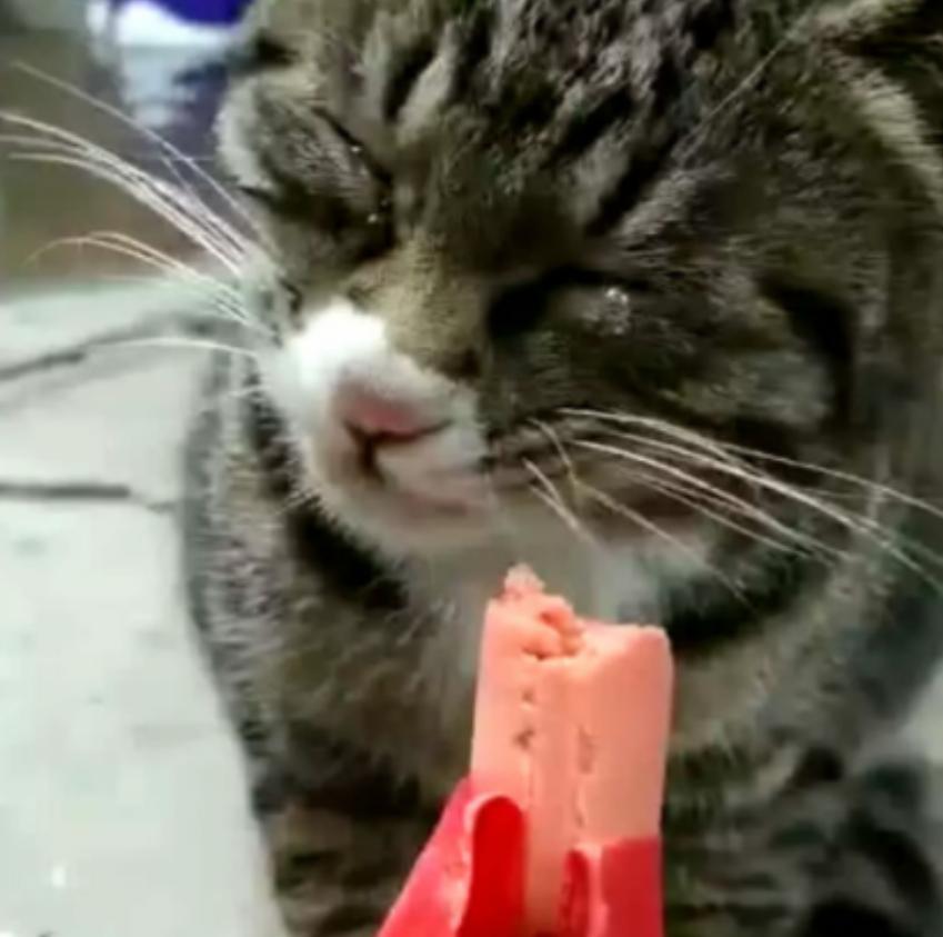 猫咪猫咪大香蕉到底该怎么玩? 猫咪猫咪大香蕉到底该怎么玩?