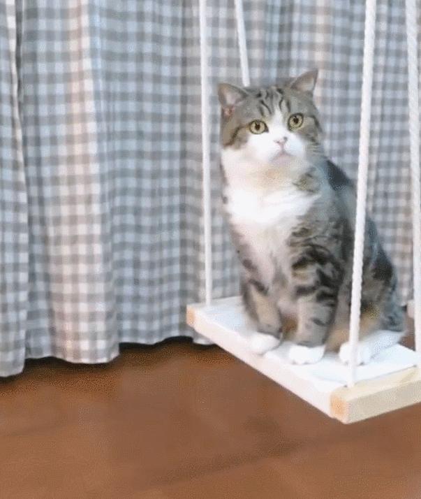 为什么刷到小猫咪图片就停不下来? 为什么刷到小猫咪图片就停不下来?