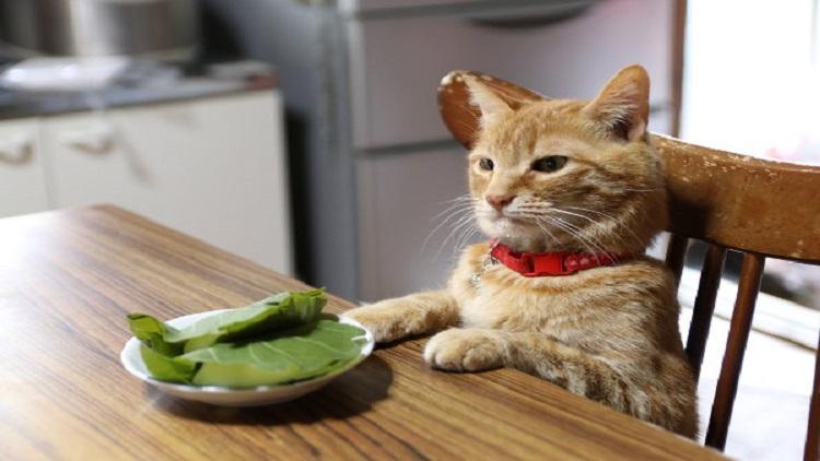 新手养猫如何快速找到靠谱铲屎官？