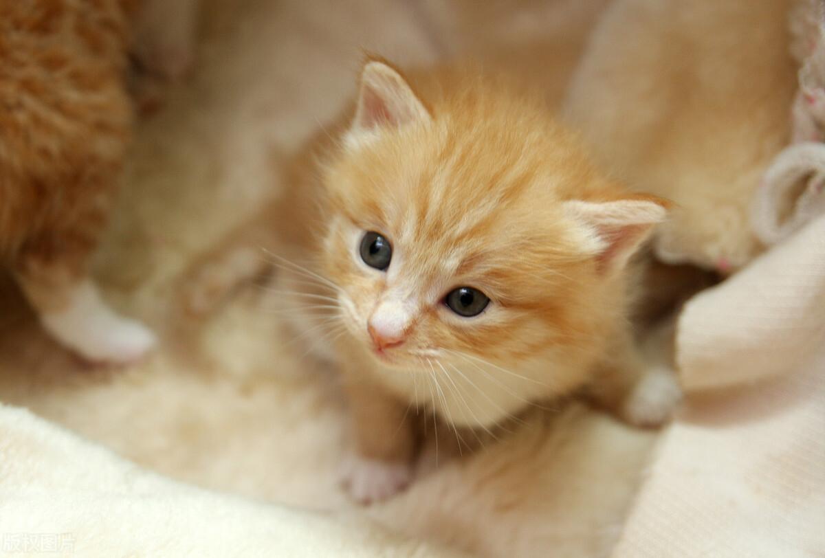 刚养猫的新手必须知道哪些猫咪冷知识？