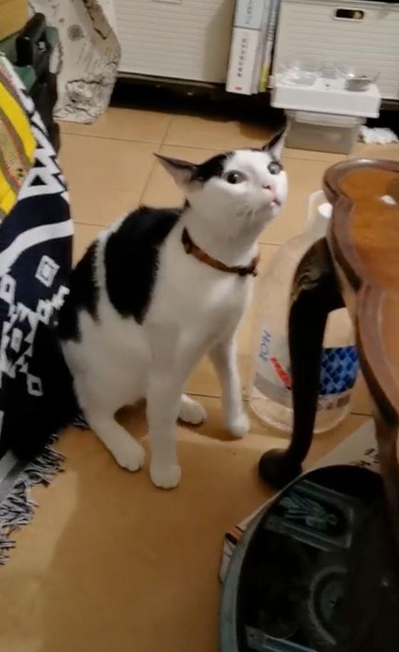 你家猫主子突然炸毛弓背是为啥? 你家猫主子突然炸毛弓背是为啥?