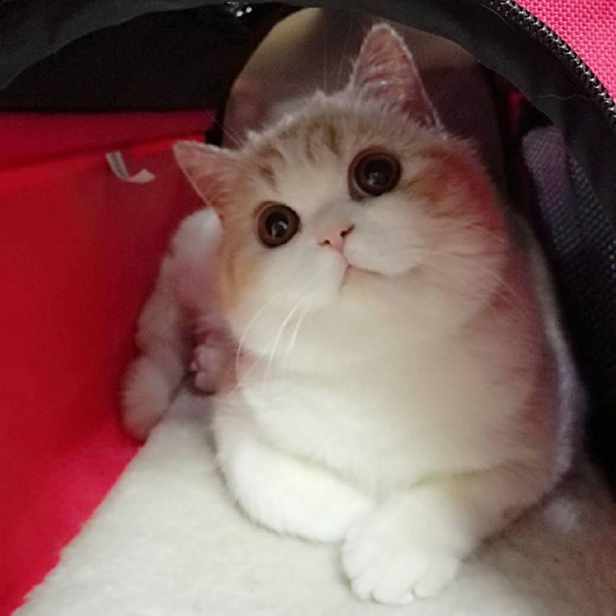 新手如何在狂仙猫咪三天突破筑基期? 新手如何在狂仙猫咪三天突破筑基期?