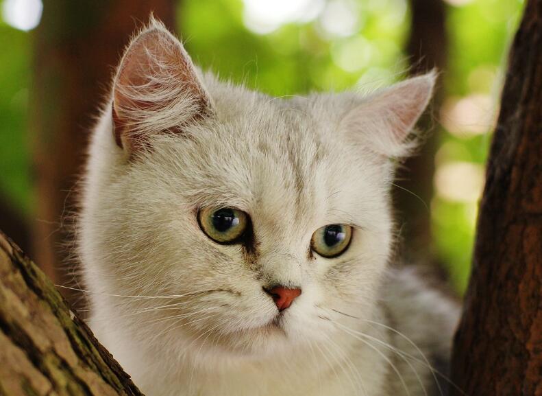 你家猫主子真的只爱你一个吗？