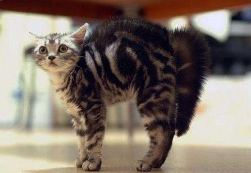 你家猫主子突然翘尾巴是在骂你吗？