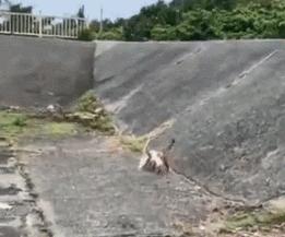 猫咪钓鱼真的能钓到鱼吗？