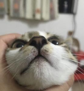 你家猫咪下巴突然变黑了？这到底是怎么回事？