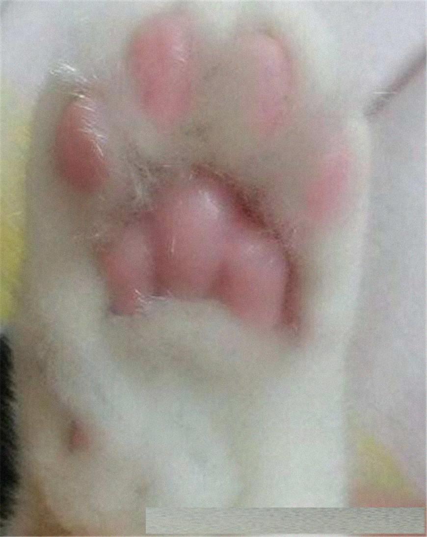 猫咪总抓沙发怎么办？