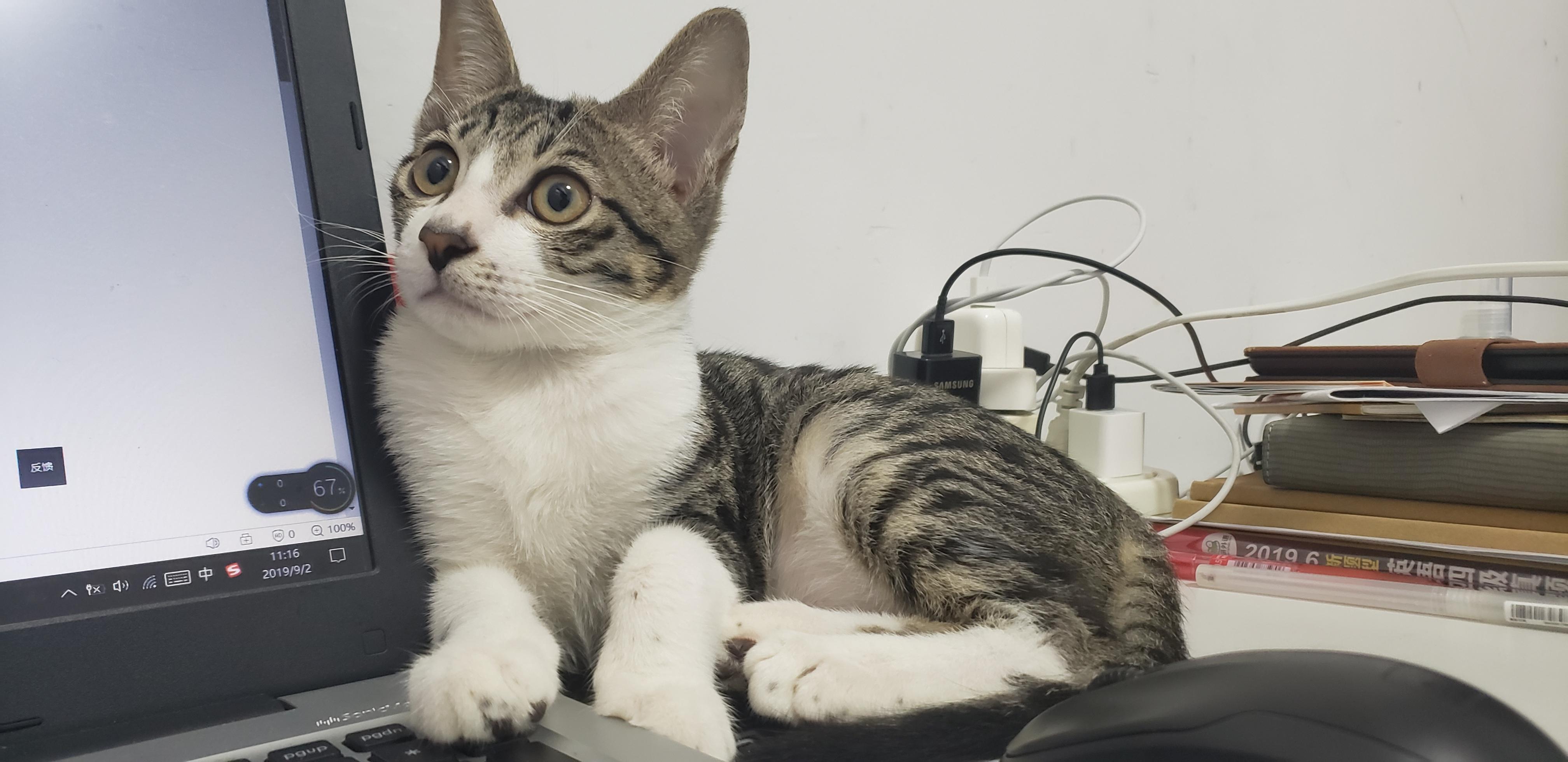 小猫刚到家就要挨针？疫苗到底该什么时候打？