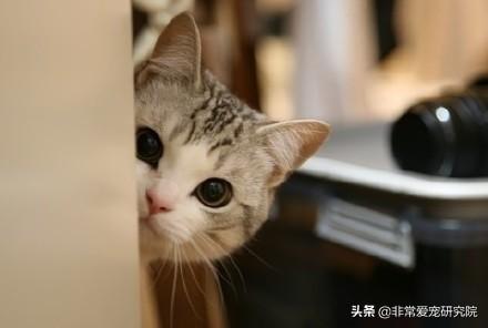 猫咪肚子突然变大是吃胖了还是生病了？