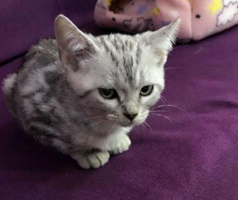 二手劳斯莱斯选购指南，经典豪车如何避坑，价值与风险的深度解析