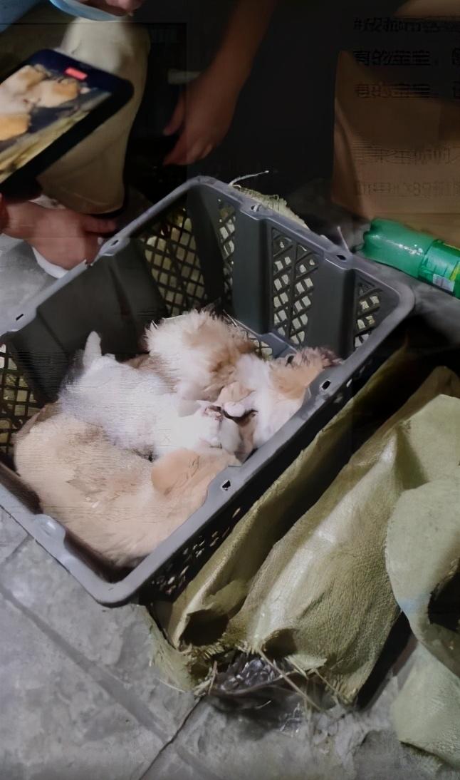 猫咪三天没拉屎会憋死吗？