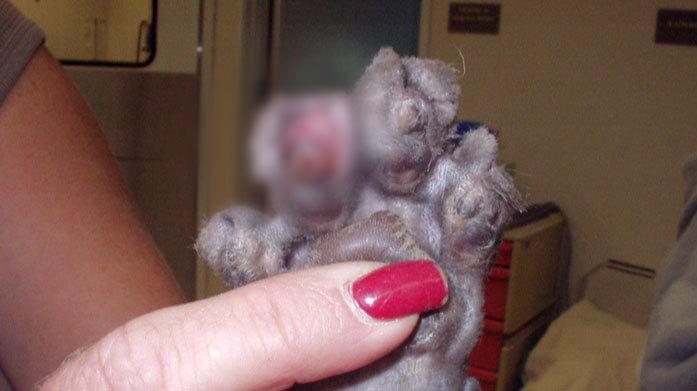 猫咪的爪子不剪会挠坏真皮沙发吗？