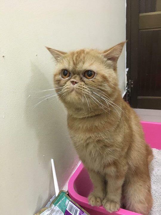 普通人如何拍出Anastasia Shcheglova同款神仙照片？