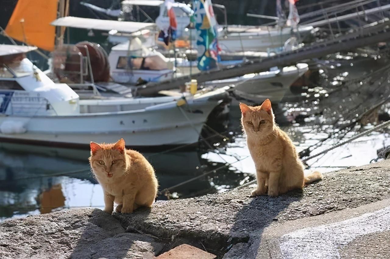 丰田逸致家庭用车真的省钱吗？实测5年省2万油费的代步秘诀